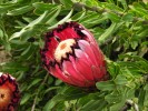 Protea Pink Mink